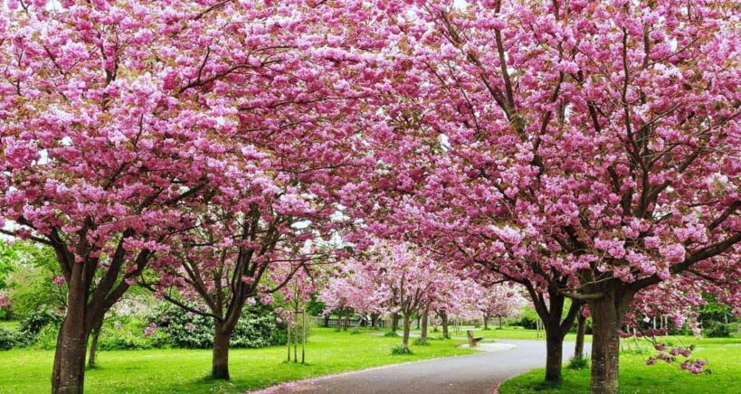 arbol-de-cereza